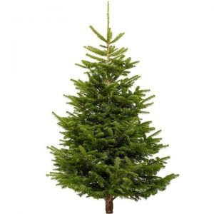 Nordman Fir