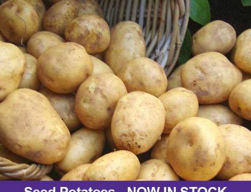 Autumn Planting Seed Potatoes now in stock