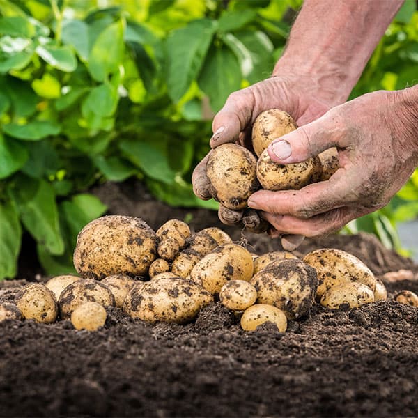 potatoes-600×600